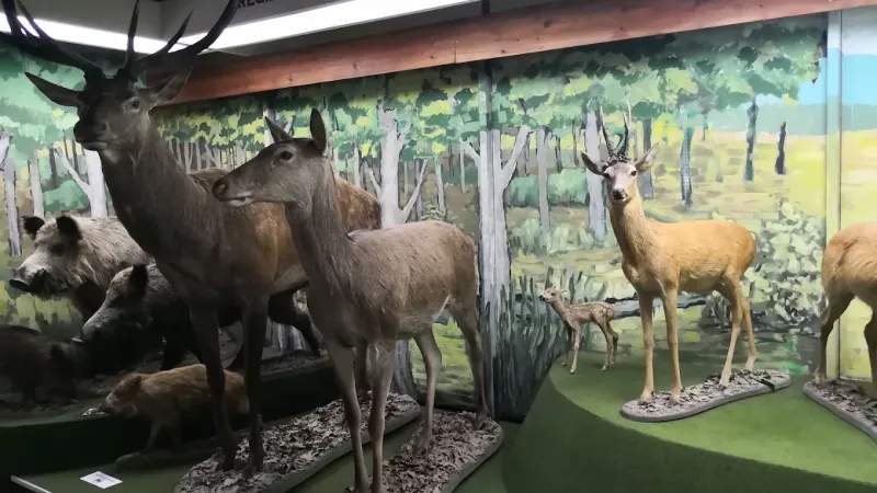 Muzeum Przyrodnicze Bieszczadzkiego Parku Narodowego